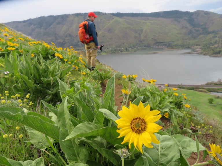 A close up of blooming balsamroot with a hiker on trail behind them.