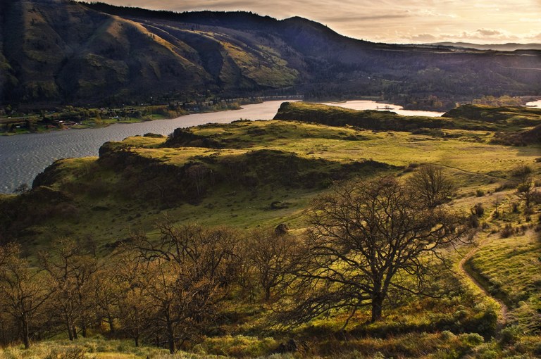 Lyle Cherry Orchard_Heidi Walker.jpeg