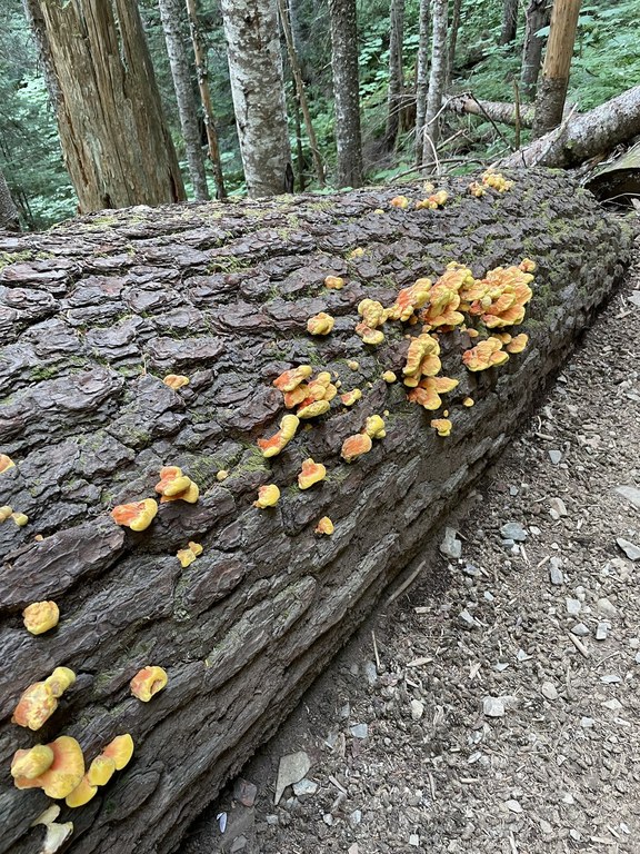 Orange fungus popping out of the bark of a fallen tree.