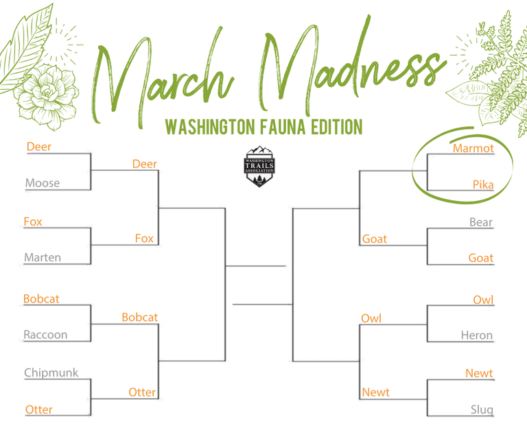 March Madness Bracket