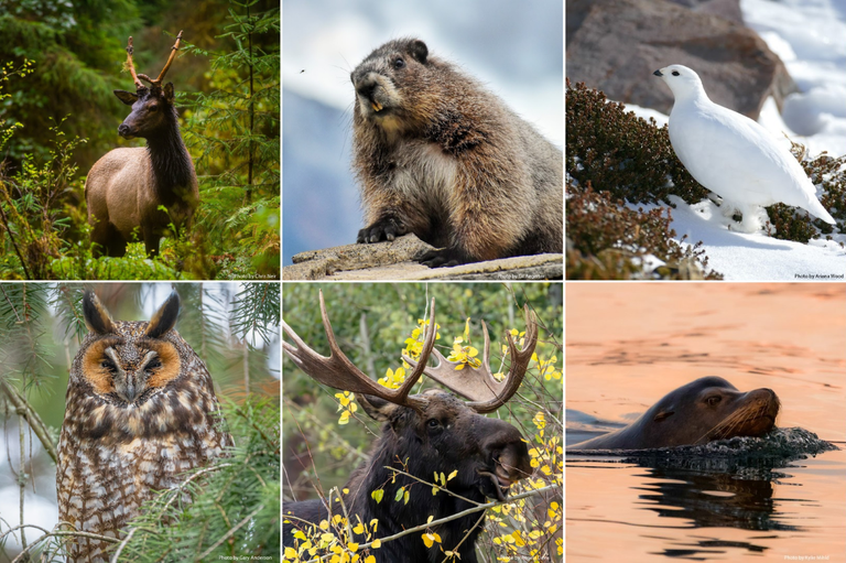 March Madness 2024. Photos by Chris Neir, Gil Aegerter, Gary Anderson, Angela Davis, Ariana Wood, Kylie Mihld. March Madness 2024 Washington Wildlife edition: elk, beaver, ptarmigan, owl, moose, sea lion. Photos by Chris Neir, Gil Aegerter, Gary Anderson, Angela Davis, Ariana Wood, Kylie Mihld.