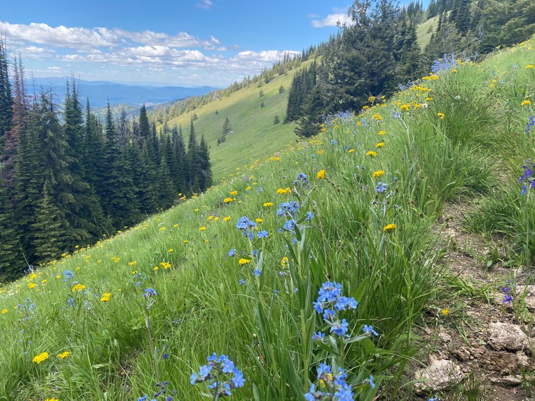 Marcus Trail. Photo by Vanny. Wildflowers on a brushy trail with views of mountains in the background on the Marcus Trail. Photo by Vanny.
