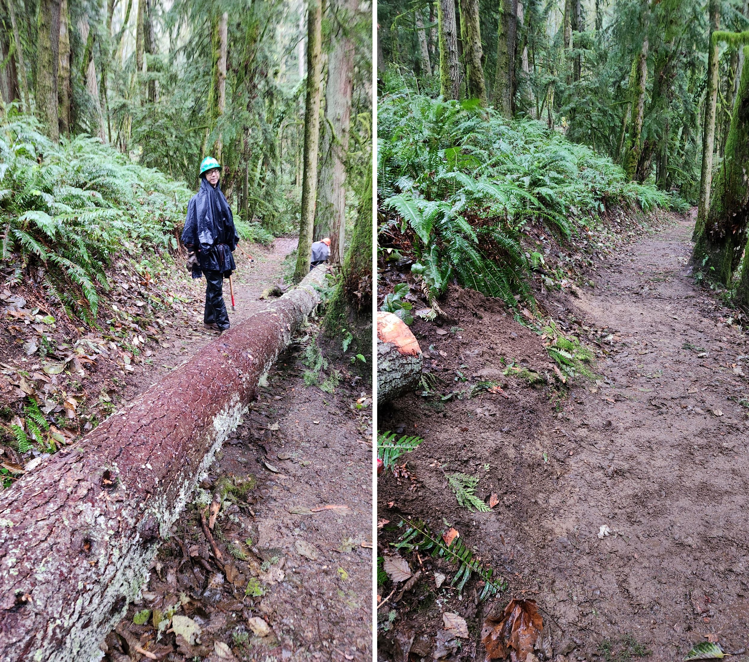 Before and after on Margaret's Way. Photos by Jane Futterman. Before and after removal of a fallen tree on the Margaret's Way trail on Squak Mountain. Photos by Jane Futterman.