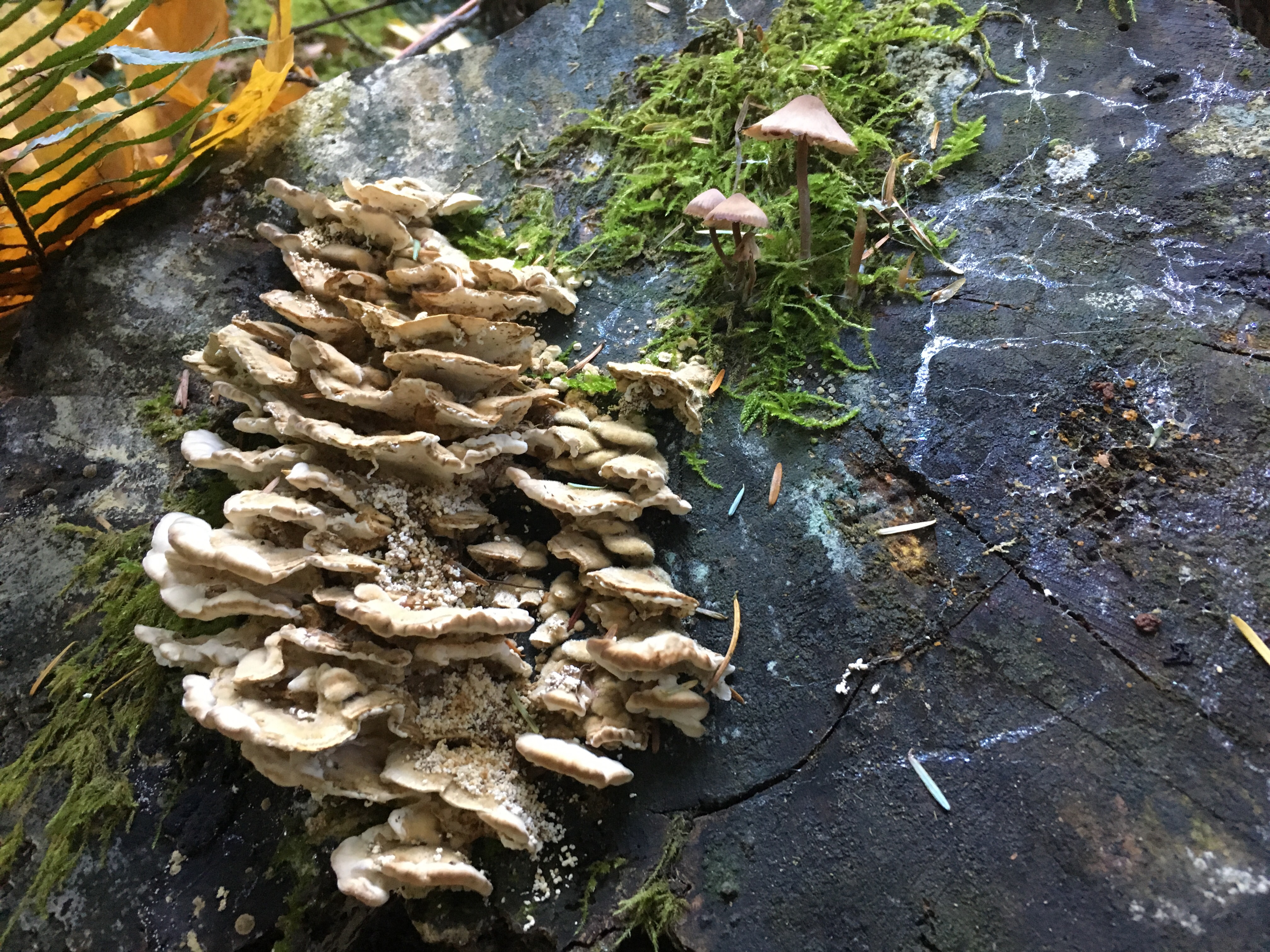 Margaret's Way Mushrooms Photo by clopez.JPG