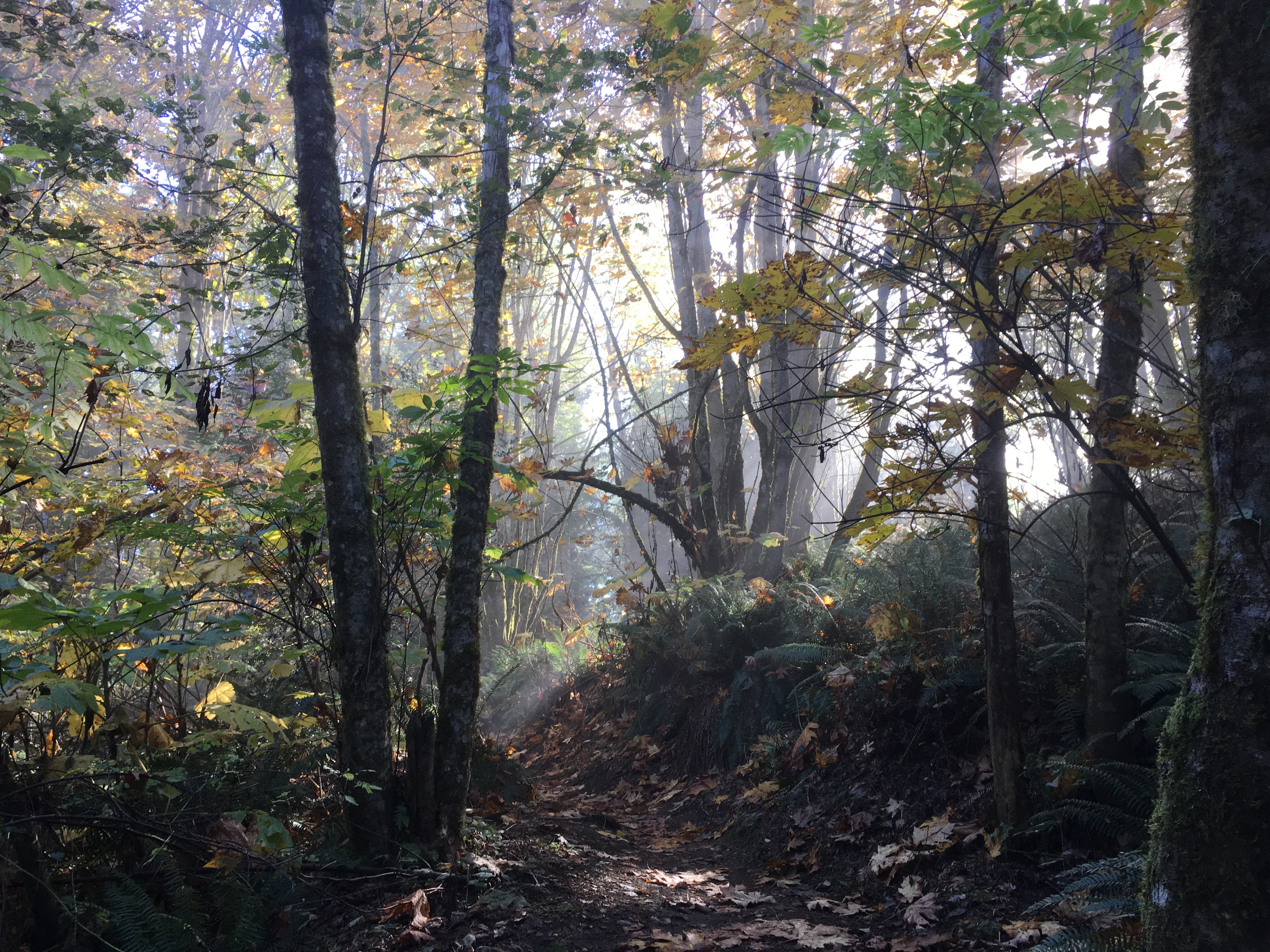 Margaret's Way Trail sun Photo by  clopez.JPG