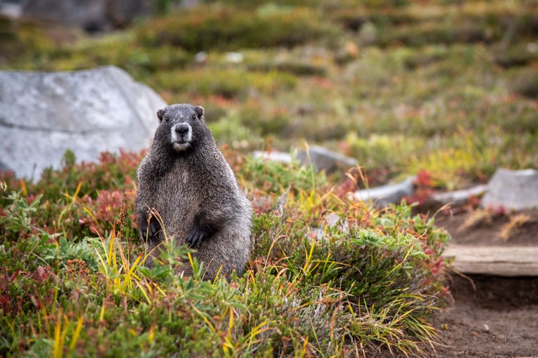 A marmot looks at the camera at Summerland in Mount Rainier National Park. Photo by Jenny Stuart.