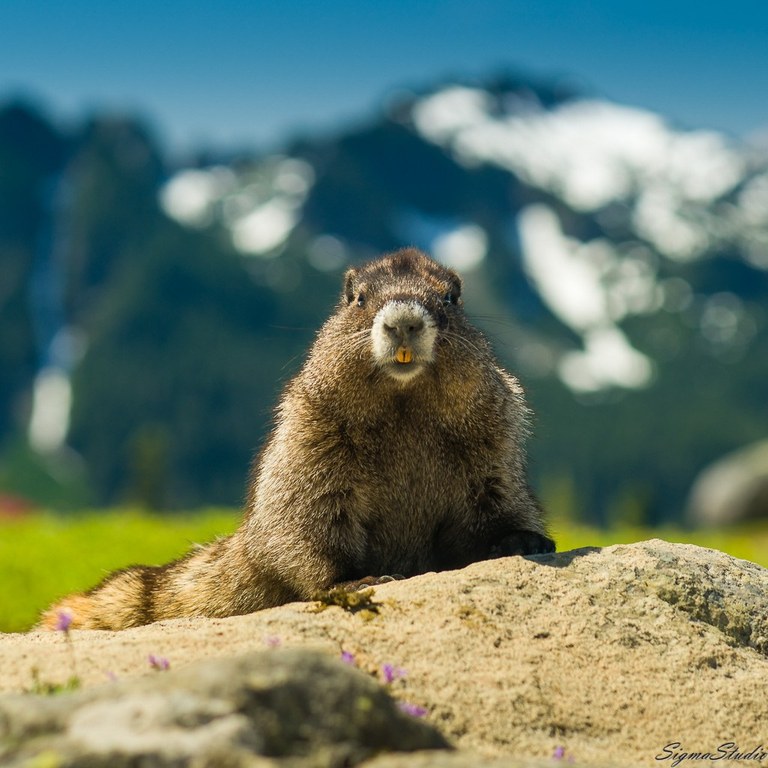 marmot. photo by demonstrate.jpeg