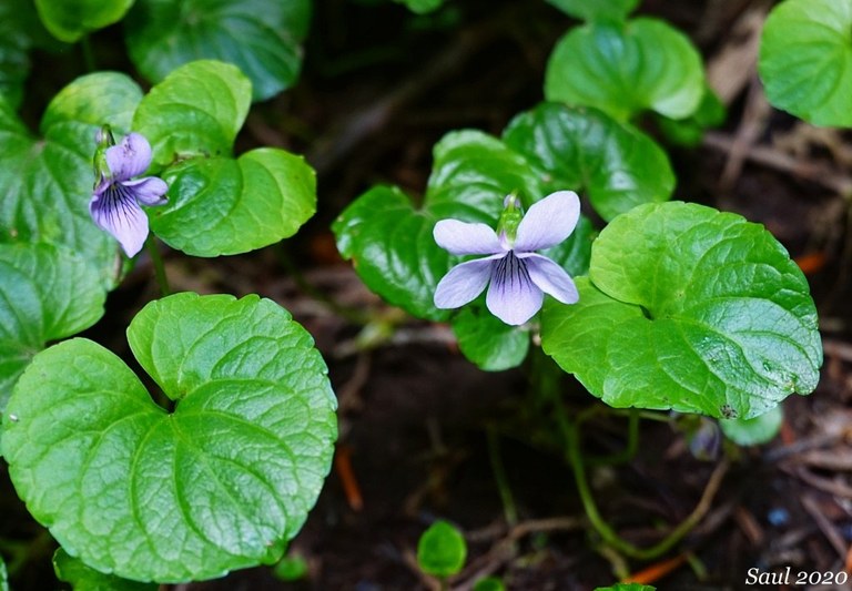 marsh violets_susan saul.jpeg marsh violets_susan saul.jpeg