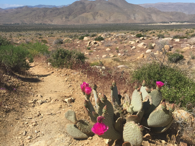 A cactus in bloom with a desert mountainscape.