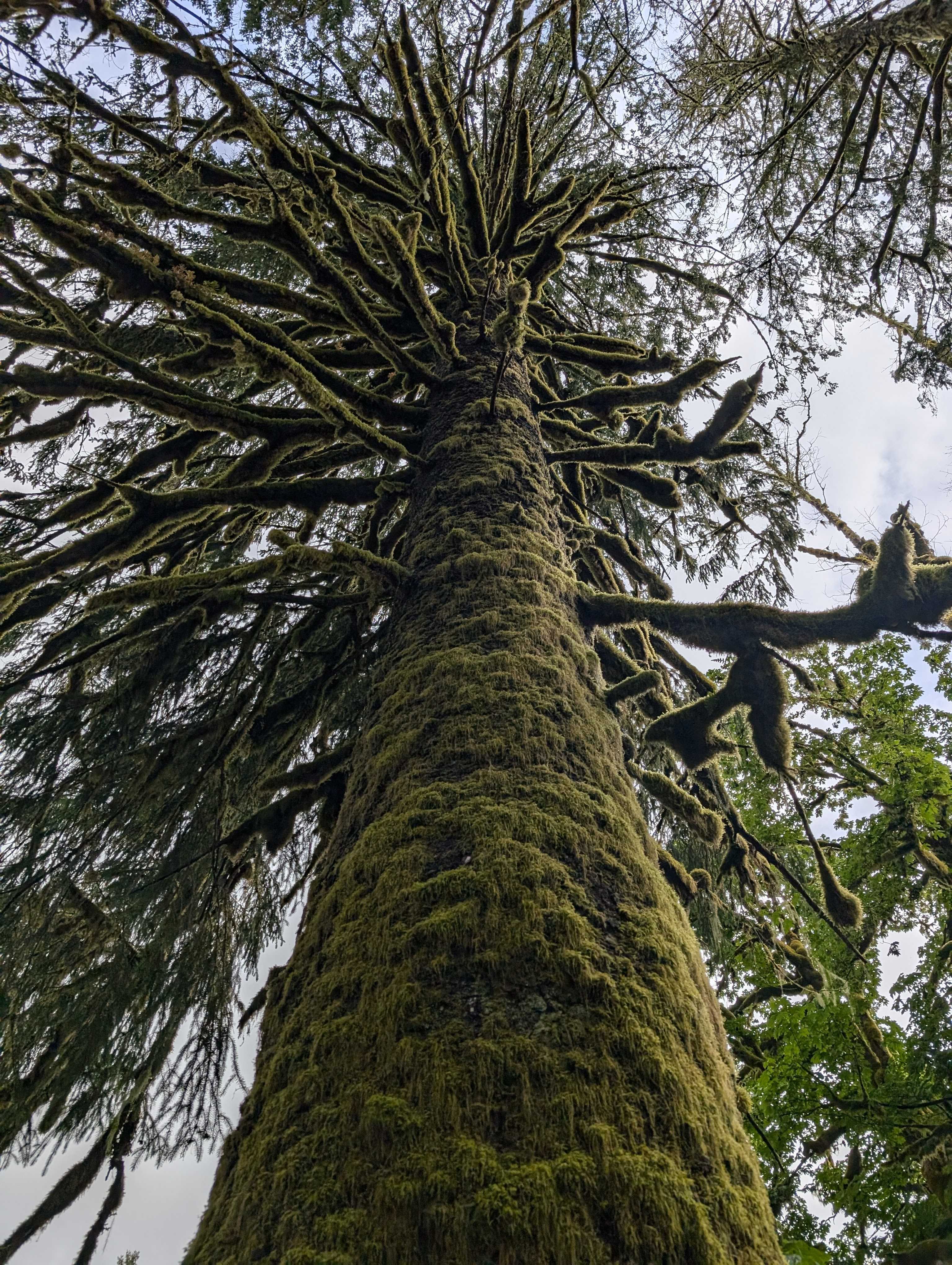 A moss-covered tree in the Middle Fork Snoqualmie River area, along the Oxbow Loop trail. Photo by Tiffany Chou. 