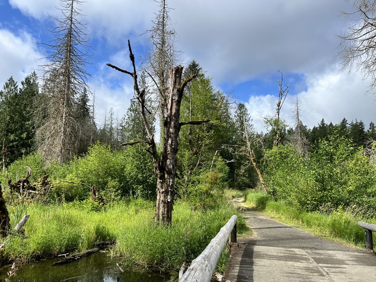 Millersylvania State Park. Photo by StellarRae. A bridge and a lot of greenery in Millersylvania State Park. Photo by StellarRae.