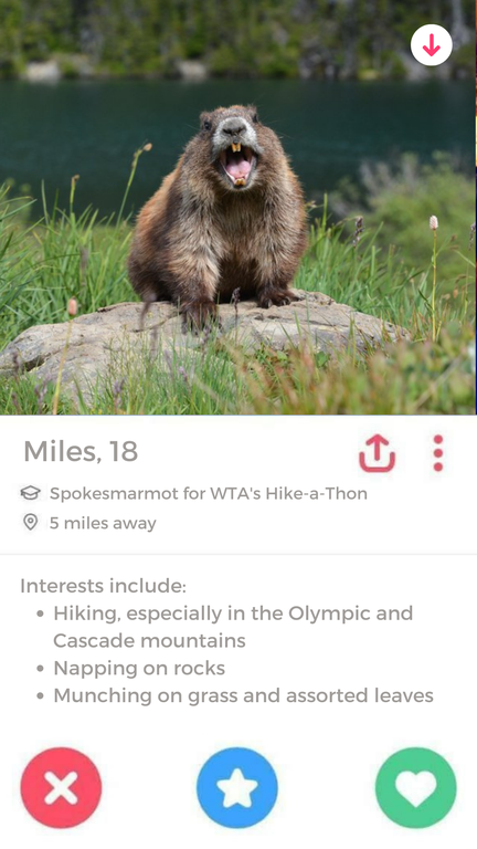 A dating profile for Hike-a-Thon spokesperson, Miles the Marmot, who is clearly a fan of hiking.