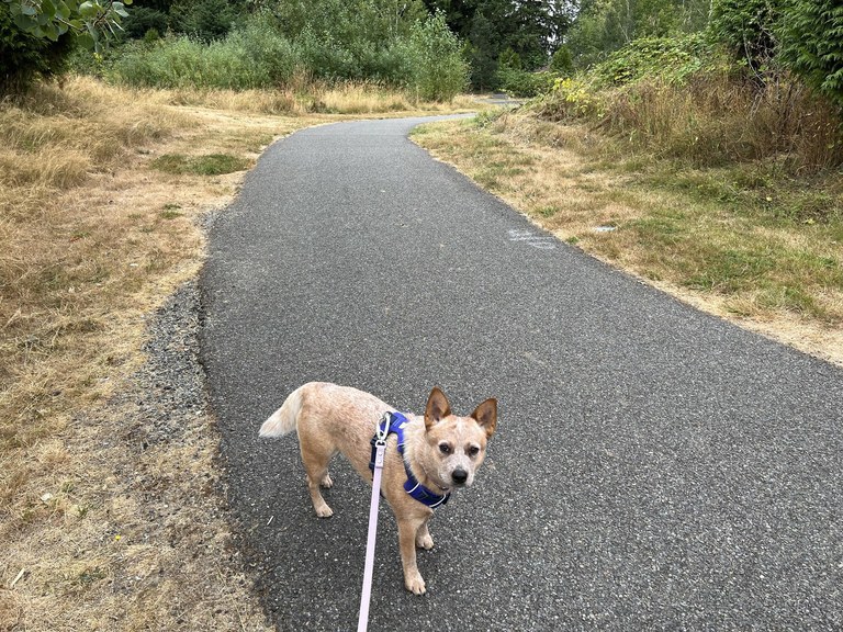 A leashed dog enjoying their time on trail.
