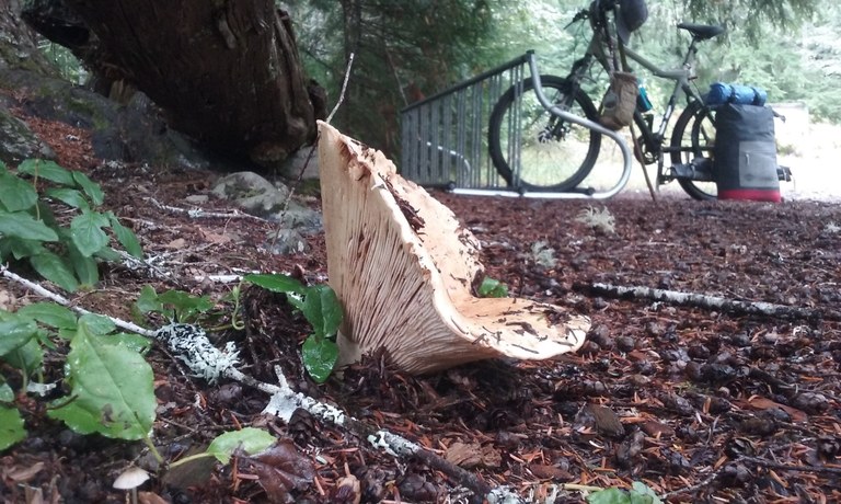 A mushroom and bike rack in the Monte Cristo Ghost Town. Photo by MeLuckyTarns.