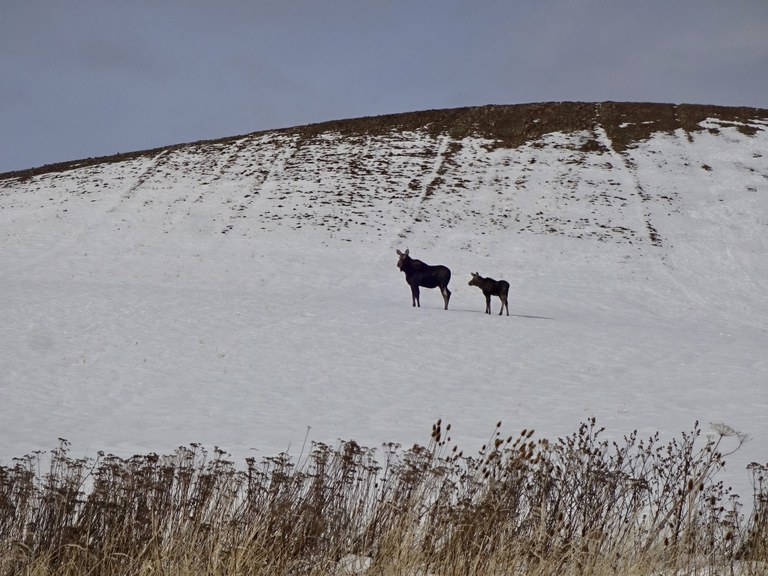 moose steptoe butte RichP.jpeg