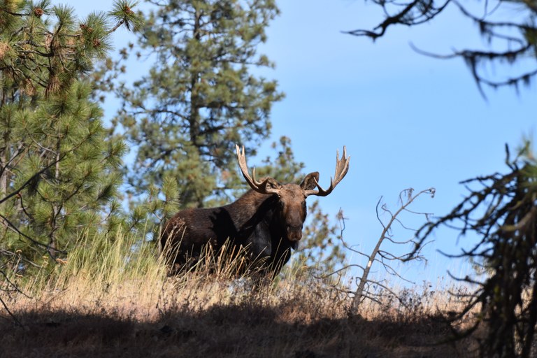 moose_Ross Bindler.jpg