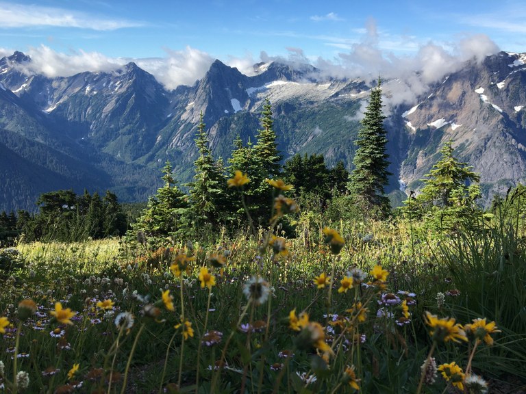 Mount Dickerman flowers in the spring. Photo by YogiMtnMama