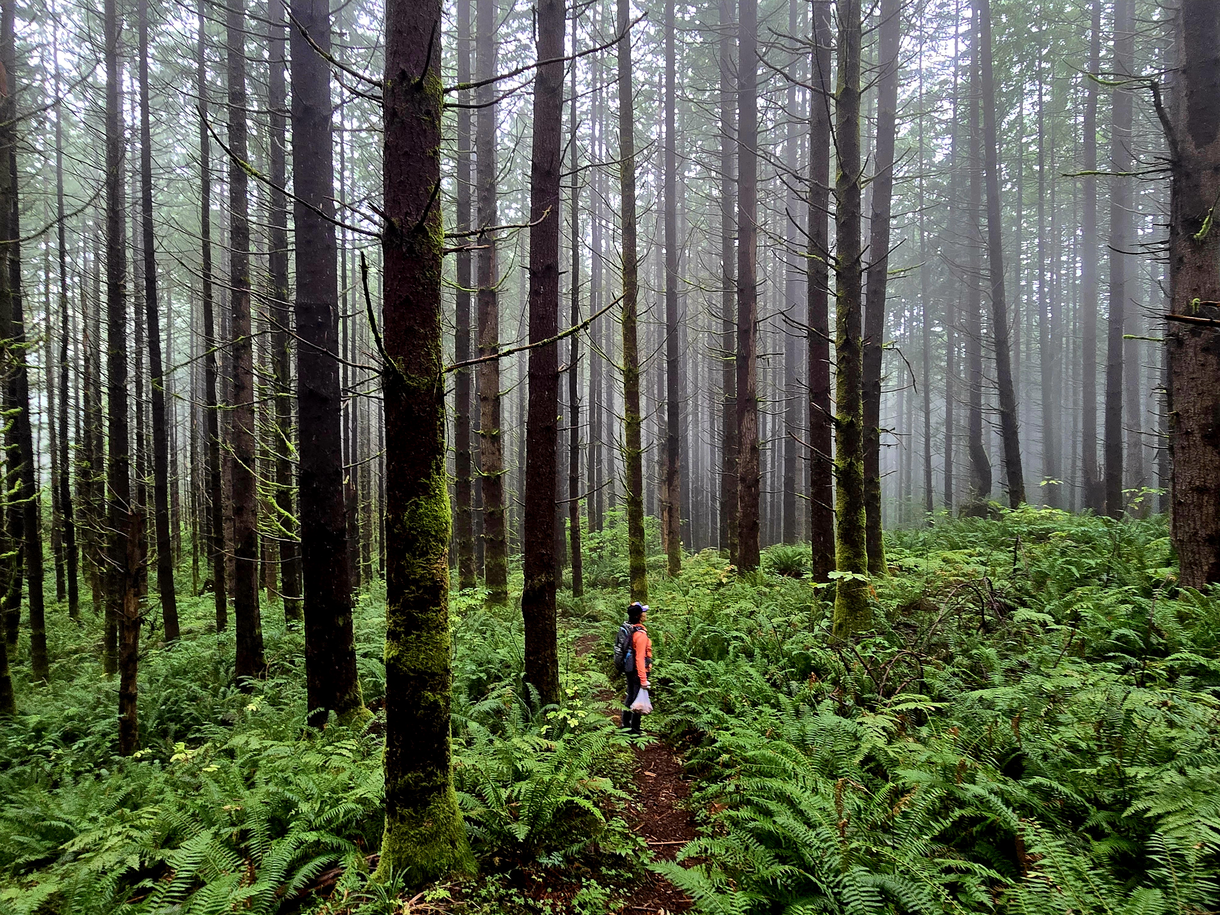 Hiker stands surrounded by green ferns and tall tree trunks