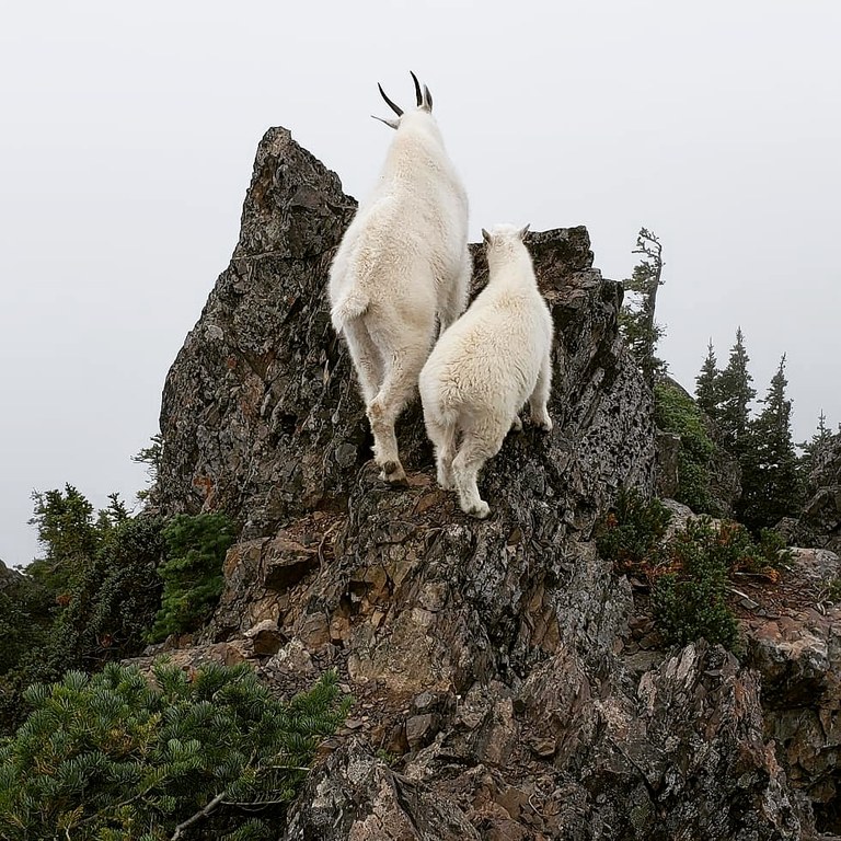 Two mountain goats perch on a rock, looking away from the camera. Photo by Gage DeRosia. 