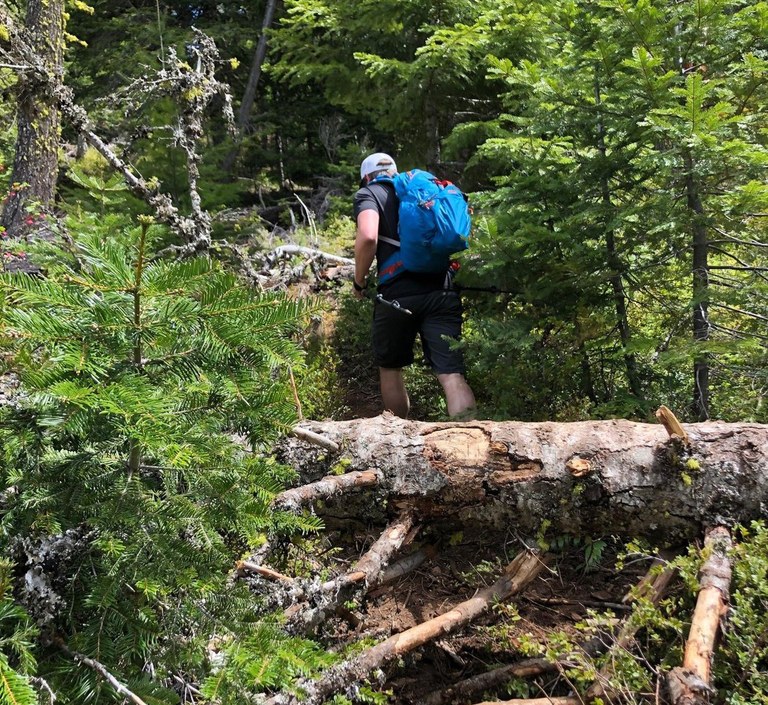 Trees down over a trail, with a hiker just beyond the trees.
