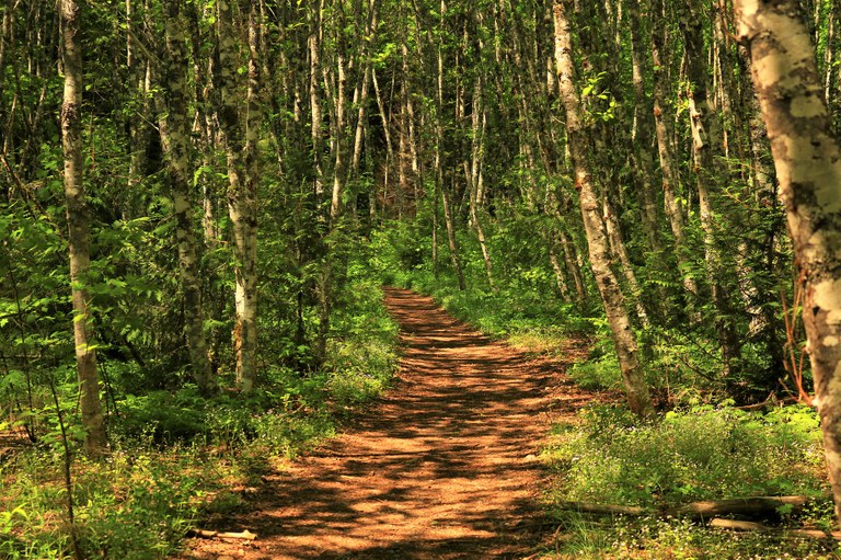 A gentle dirt path winds through white and gray splotchy trees with green leaves. 