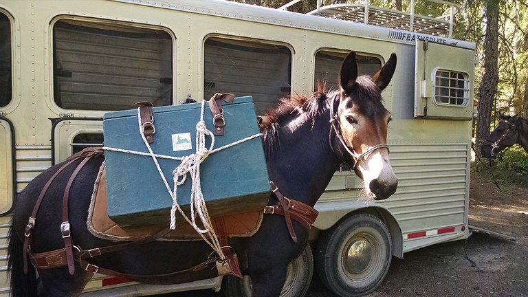 mule-at-volunteer-vacation_rick-beckel.jpg mule-at-volunteer-vacation_rick-beckel.jpg