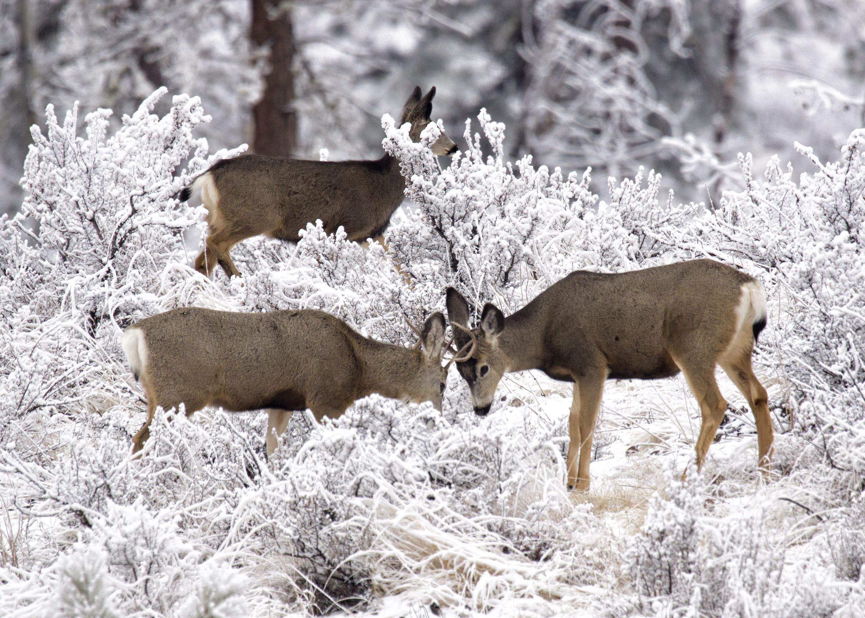 Two deer face each other admist snowy bushes