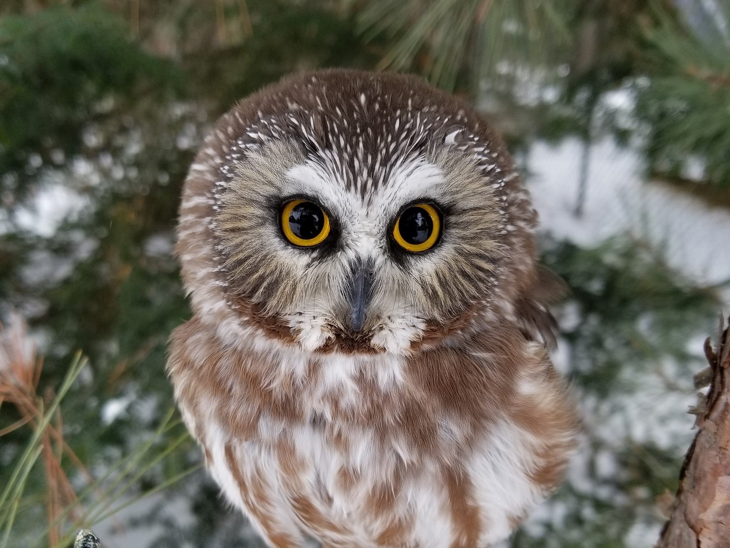 Nature On Trail Northern Saw Whet Owl Lupine Washington Trails 