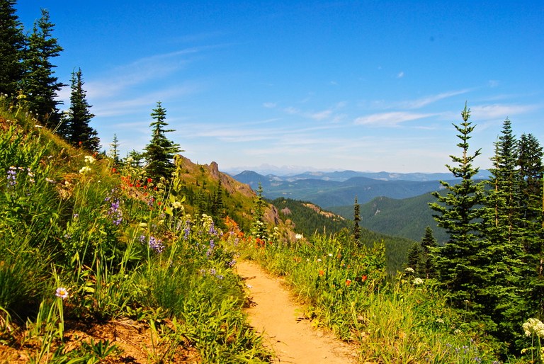 A trail traverses a slope with wildflowers and grass growing on each side. Mountains and skies stretch in the background.