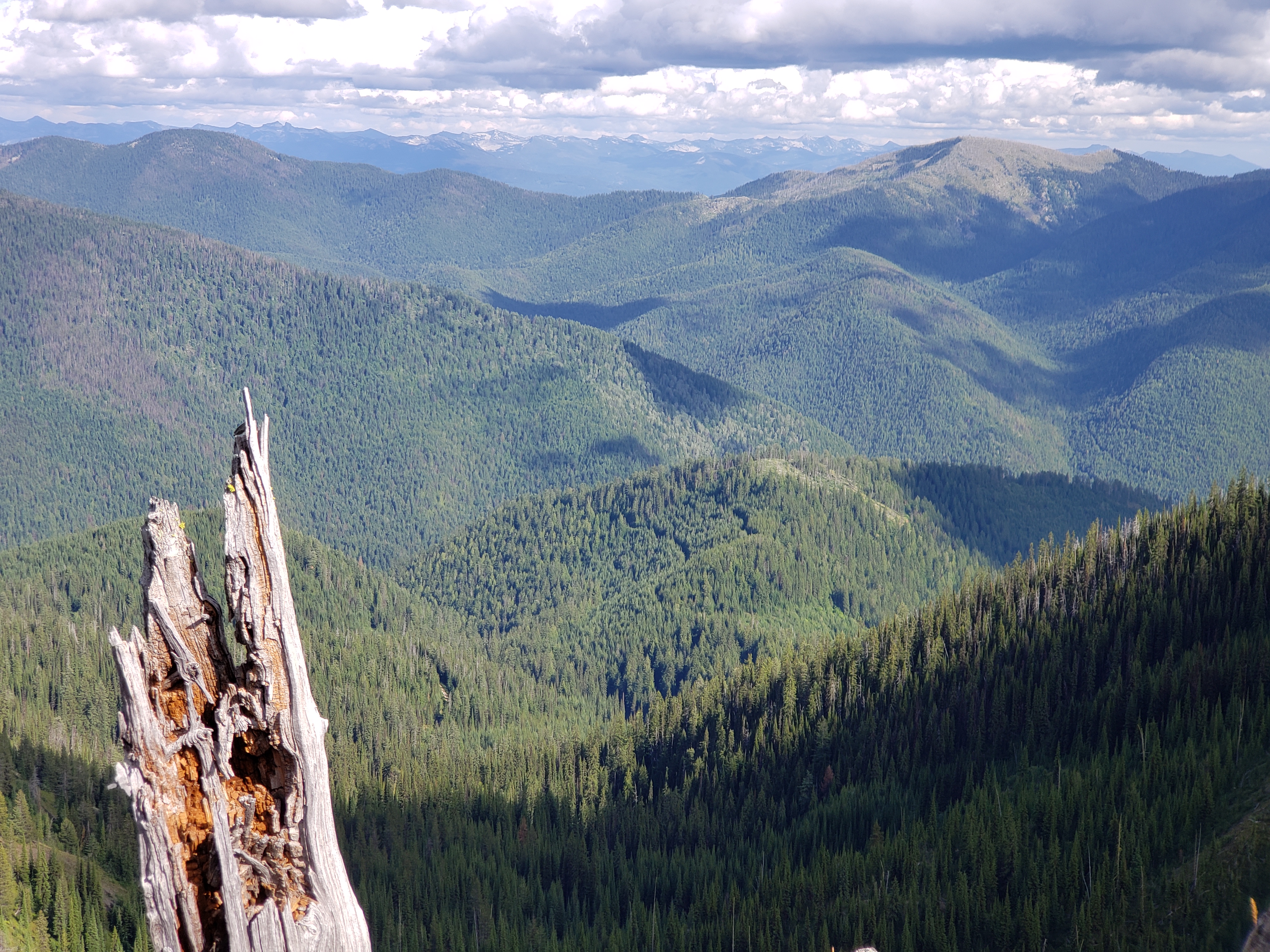 North Fork Sullivan Creek by Brett Hendricks Gnarled tree stump in the foreground overlooks valleys covered in evergreen trees