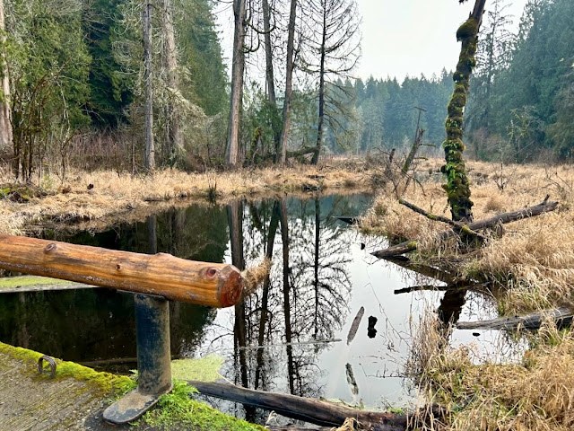 Millersylvania SP. Photo by olysrc. A pond at Millersylvania State Park. Photo by trip reporter olysrc.