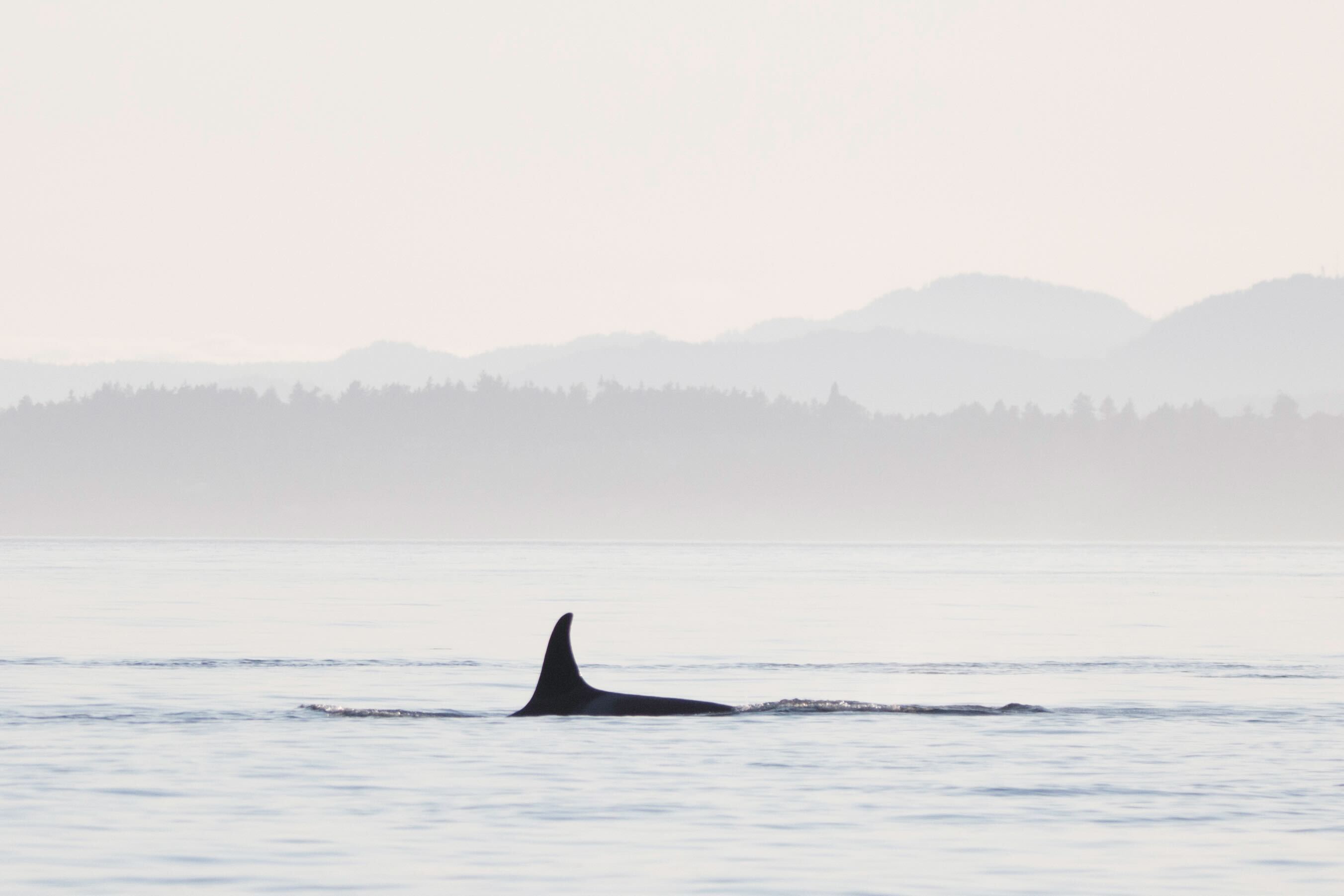 orca_layers__1_of_1_.jpg orca_layers__1_of_1_.jpg