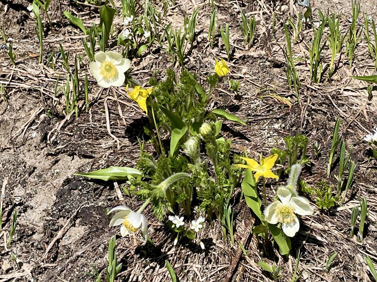 Yellow wildflowers at Owyhigh Lakes. Photo by TralRnnr.