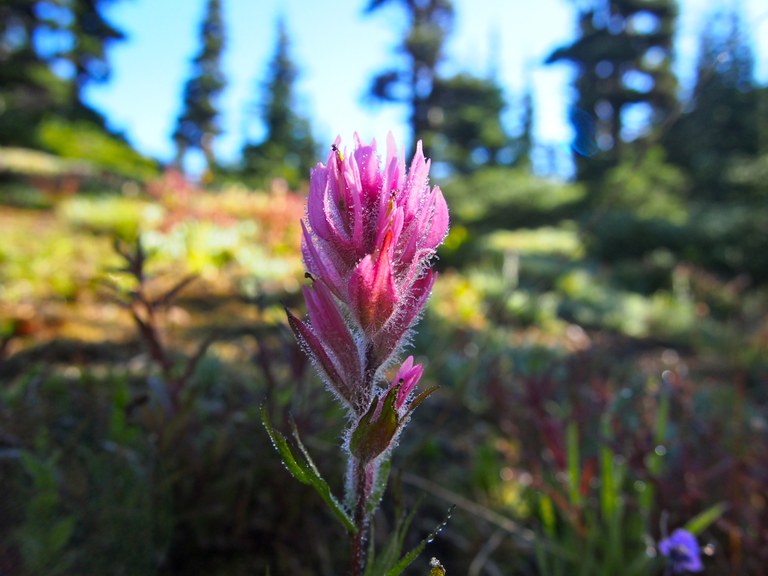 paintbrush_anjali Bhatt.jpg