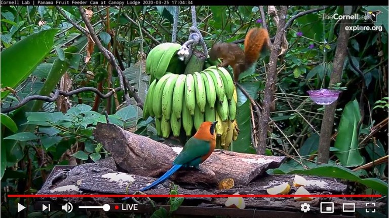 Panama fruit feeder webcam Panama fruit feeder webcam