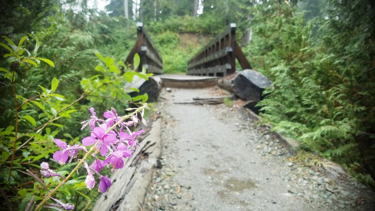 park butte by weston williams A bridge with pink fireweed growing along the trail.
