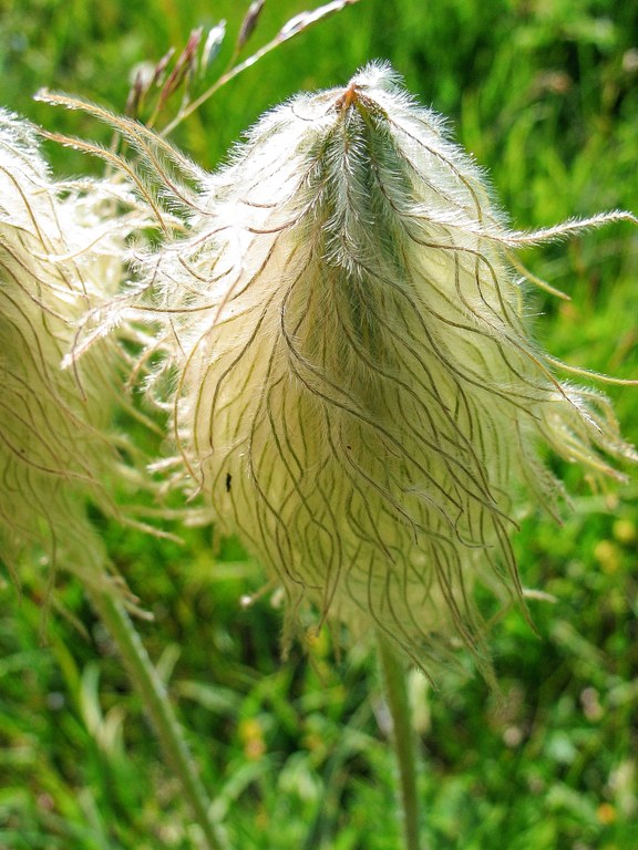 Pasque Seedpod_tamiasars.jpg