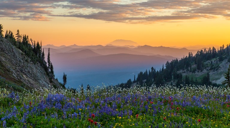 A meadow of wildflowers.