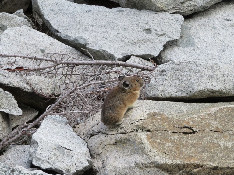 Pika. Photo by BeaverDawg..jpeg