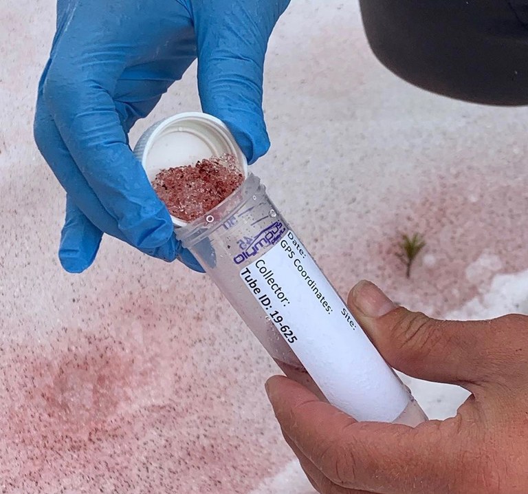 A sample of pink snow is poured into a collection tube.