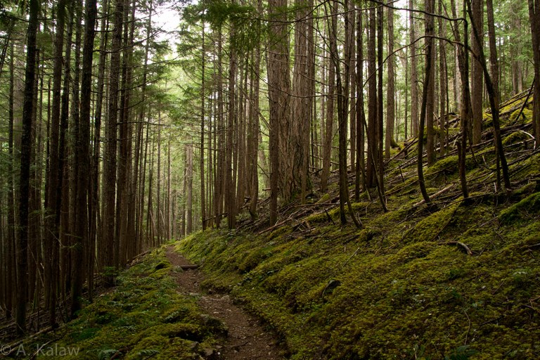 Pacific Northwest Trail. Photo by Alex Kalaw. A forested part of the Pacific Northwest Trail. Photo by Alex Kalaw.