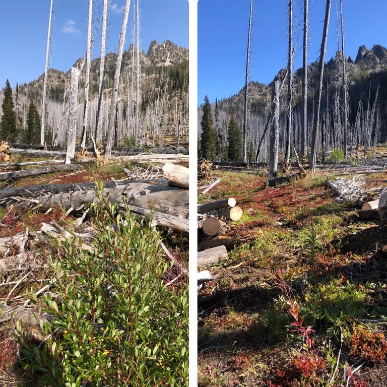 Before and after of logs down in the Entiat.