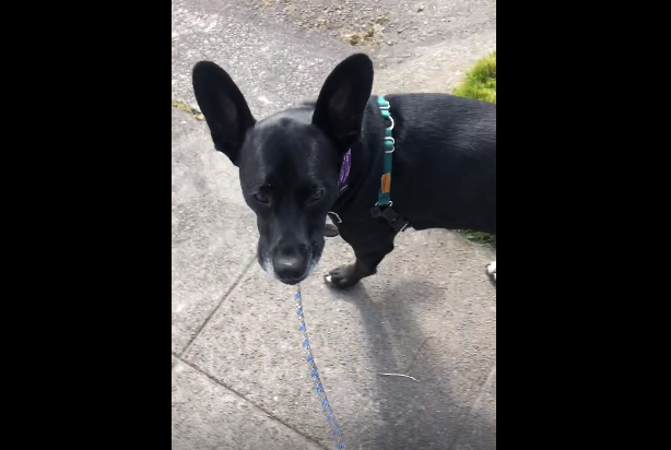 Daphne on a walk with Sarah