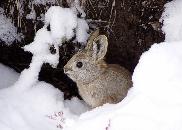 pygmy rabbit usfws.jpg pygmy rabbit usfws.jpg