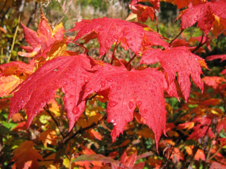 Deep red fall leaves