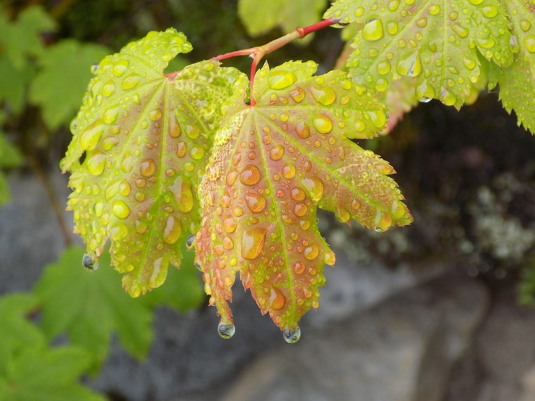 A maple leaf covered in raindrops.