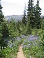 Snowgrass flats by R Lavigne.JPG