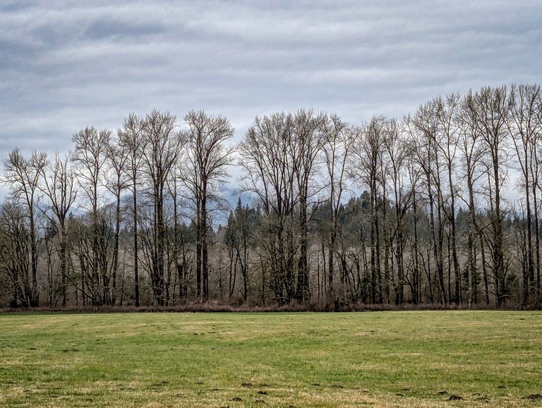A meadow with trees at River Meadows Park. Photo by trip reporter BrownsBay.