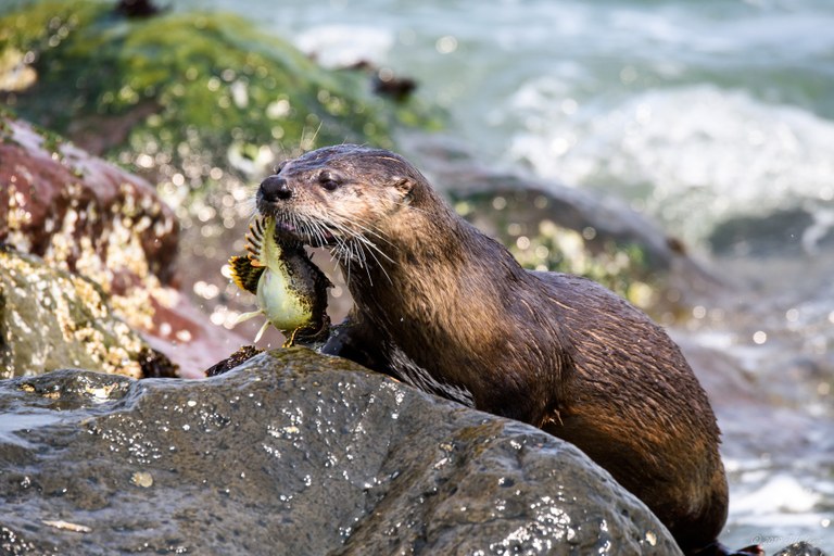 river otter jeff lewis.jpg