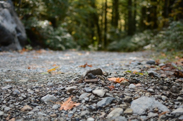 An photo of a gravel road from a low angle, with the green background blurry. 